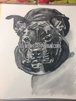 Pet Portraits