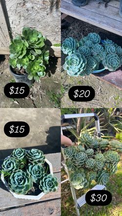 Plants/succulents