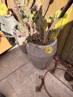 Large Gray Decorative Planter Pots & Cactus
