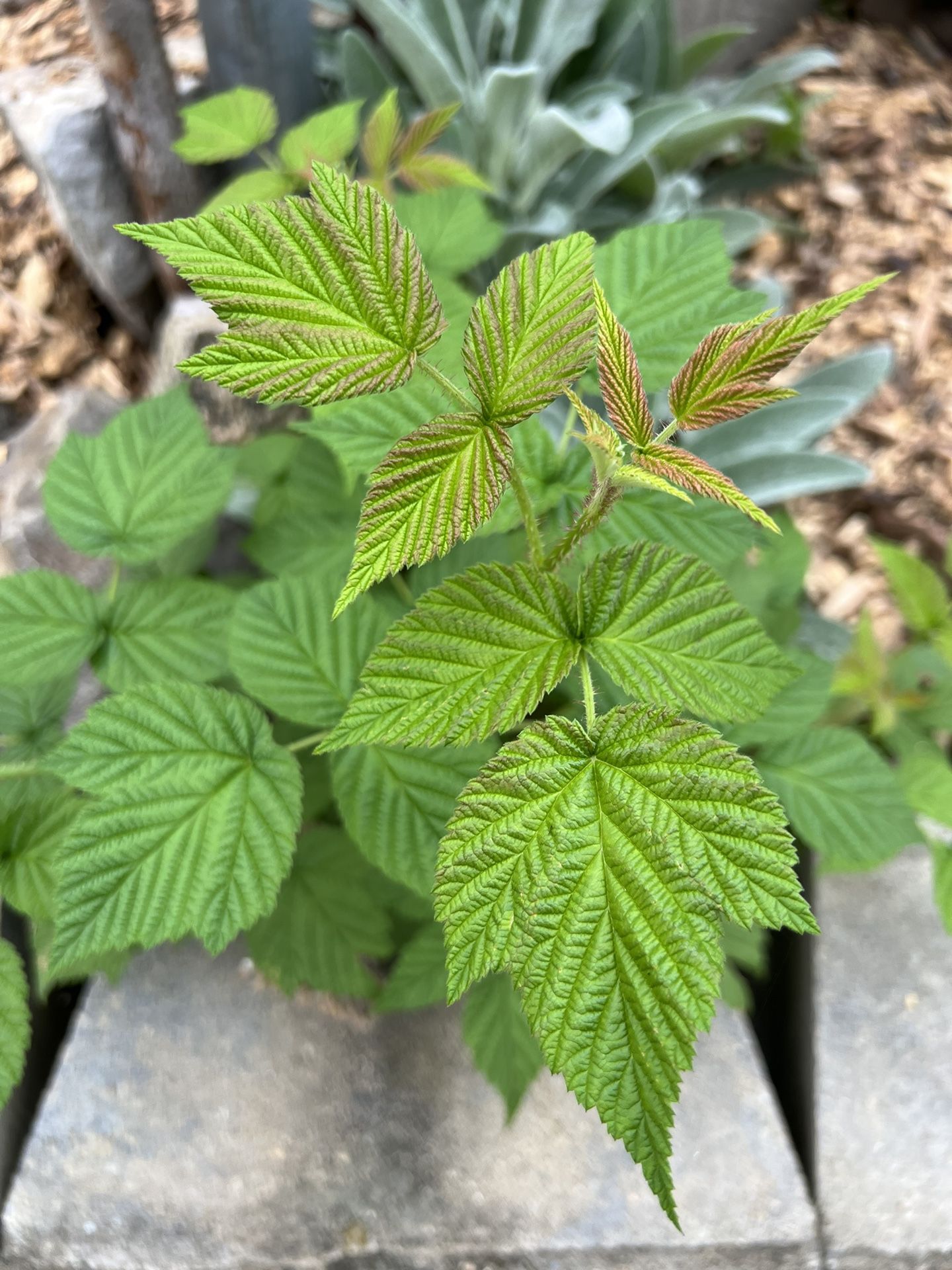 Live Healthy RASPBERRY Plant - Produces Berries In Early Summer