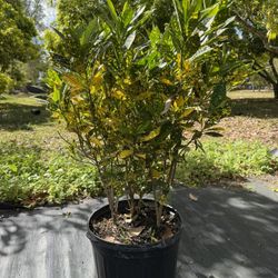 Croton Gold Dust 7g 