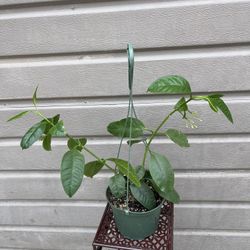 6” hoya multiflora