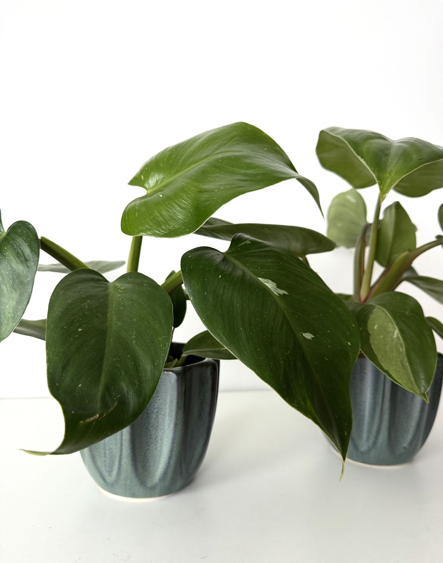 Small Houseplants 