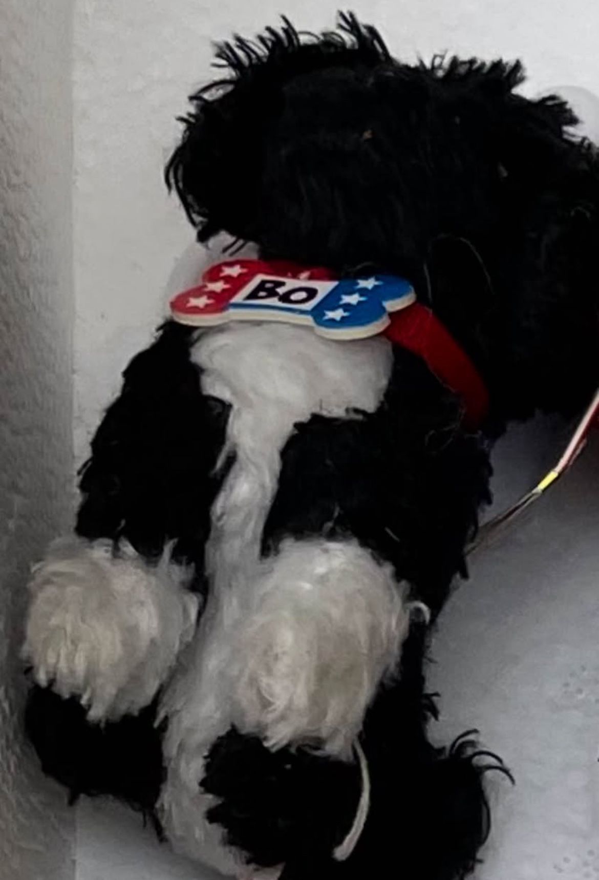 Bo the Portuguese Dog