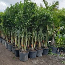 Spectacular Christmas Palms!!! 6-7 Feet Tall!!! Fertilized 
