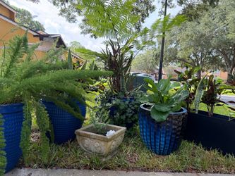 Assorted Outdoor Planters and Potted Plants