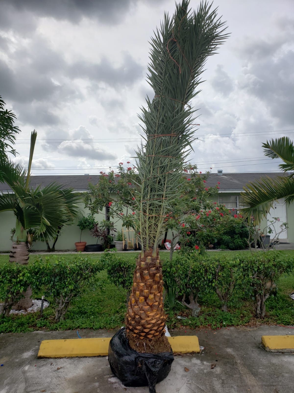 Palm tree , field grown 3 ft of trunk, over all 11 ft