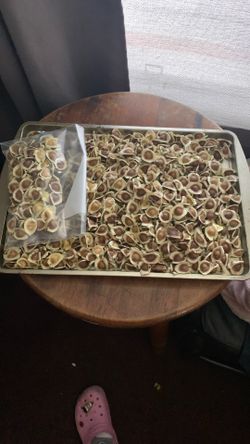 Moringa Seed