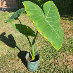 Ears Elephant Plant