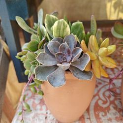 Terracotta Pots With Succulents Arrangements 