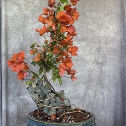 Bonsai buganvilla naranja,