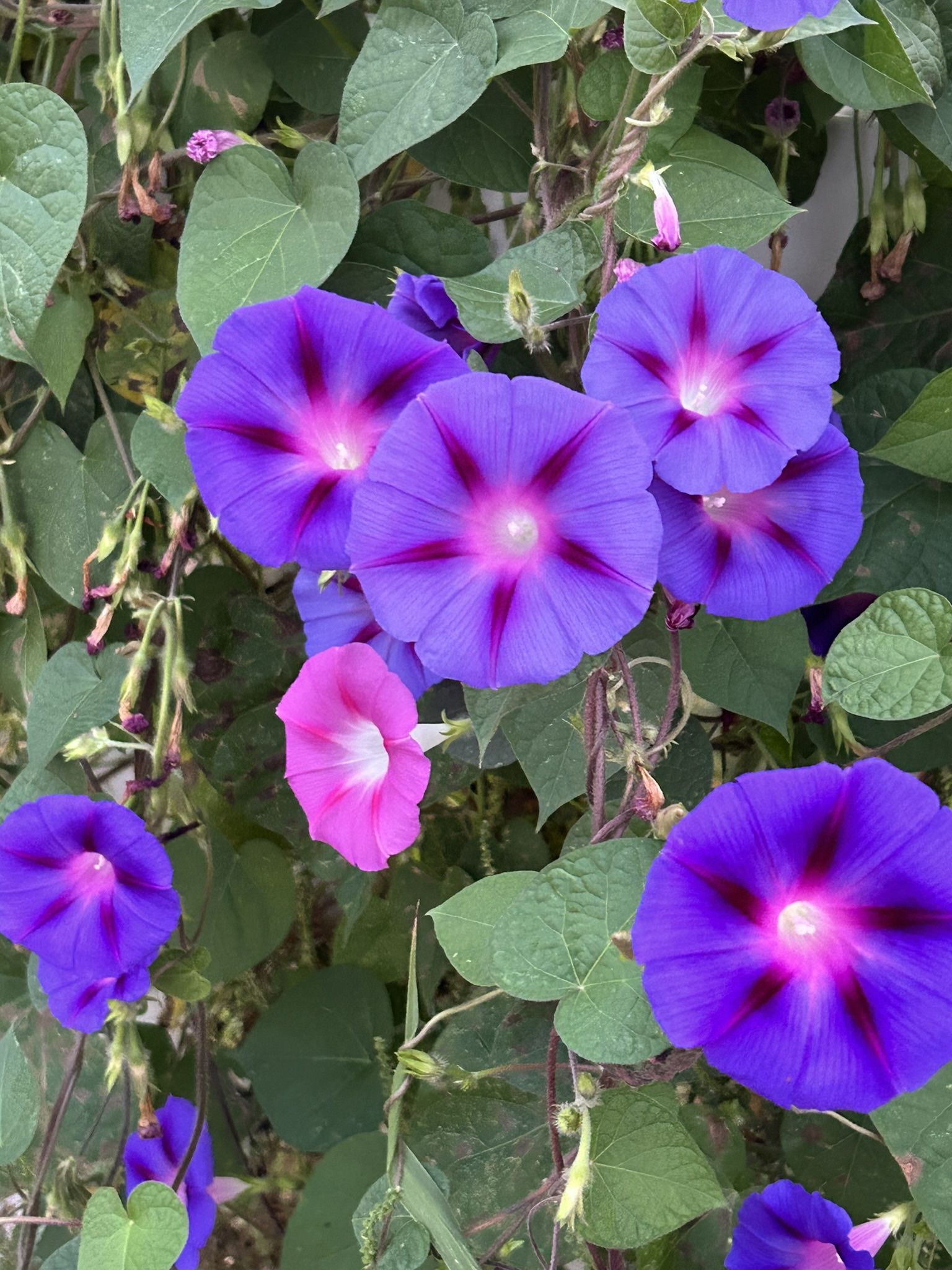 Home Grown “MORNING GLORY” Seeds!