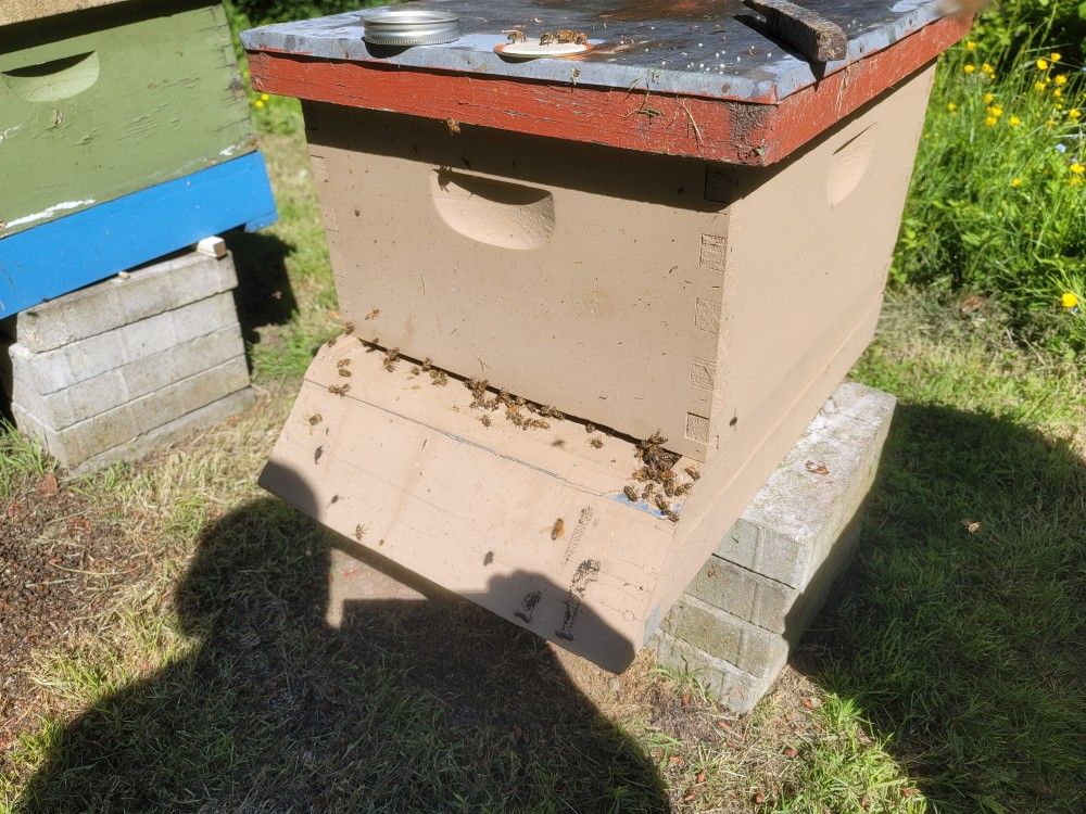 Hive