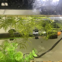 Aquarium Hornwort Decor