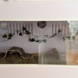 Reptile Heating Box / Reptile Incubator—Bearded Dragon