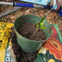 Little Tree Sapling