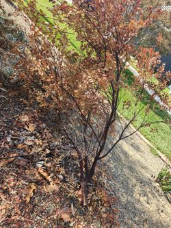 Manzanita