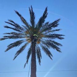 All Vegetation Call (contact info removed)