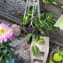 hanging plant holder