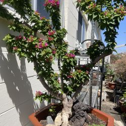 Bonsai Bougainvillea Flower 