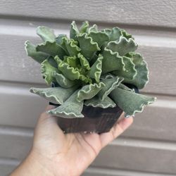 4” Andromiscus Cristatus Succulent