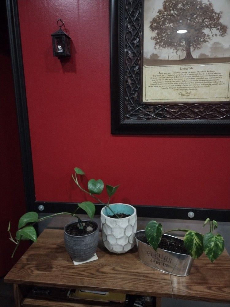 Pothos House Plants