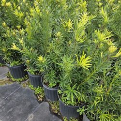 podocarpus  Only 8.50 minimum order  20 and up  Instant Privacy  Hedge  for fence 