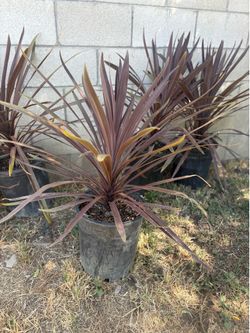 5G Cabbage palm cordyline