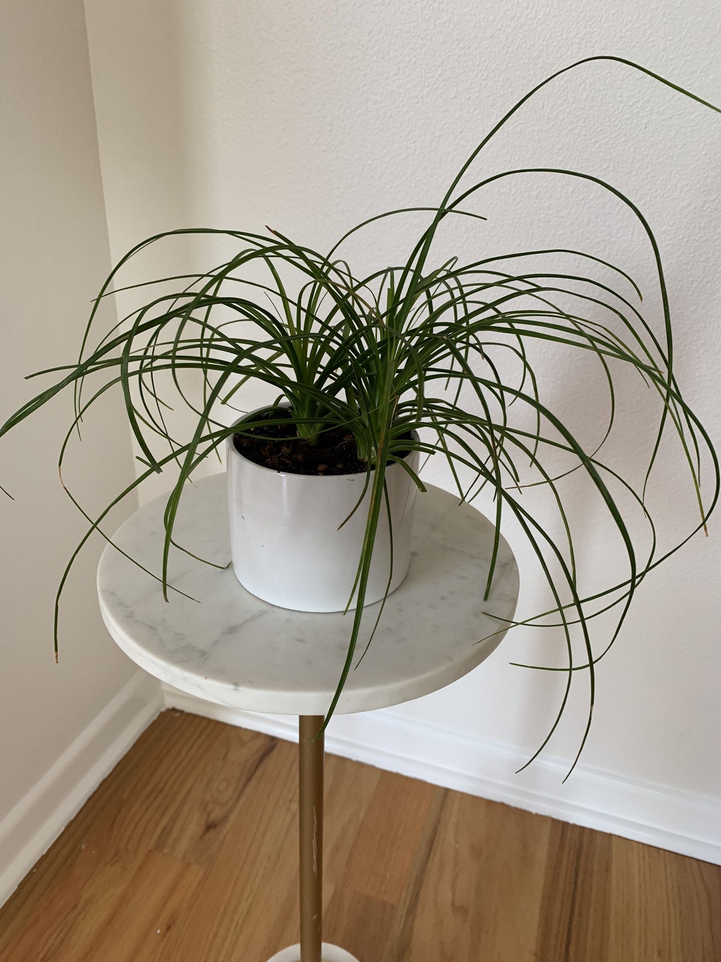 Plant With Pot $10