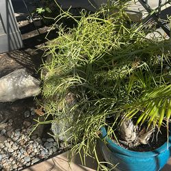 Fire Stick Plant-Free