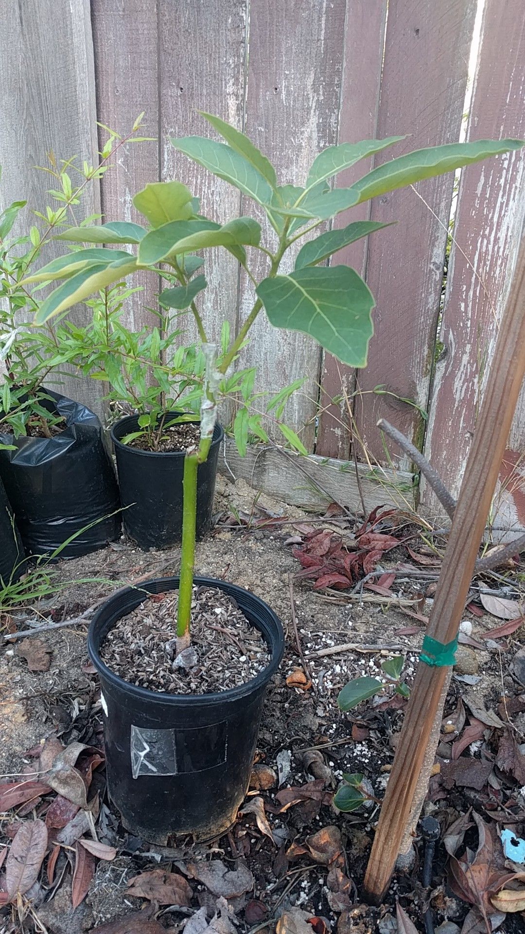 Kona sharwil avocado tree