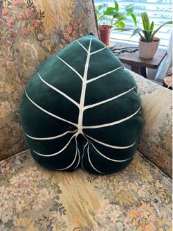 philodendron Green philosophy Co-philodendron
