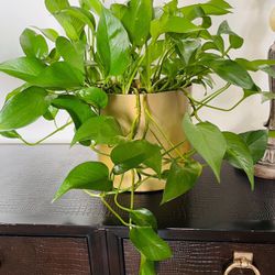 Live indoor Pothos plant in golden pot