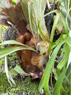 Staghorn fern cuttings