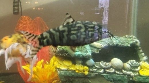 2 Yoyo Loaches