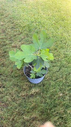Organic Turkish fig