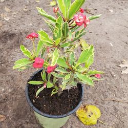 Corona De Cristo Variegated Plant
