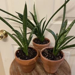 $15 | Rare | Sansevieria ‘Gabriella’ | Snake Plant | Air Purifyer