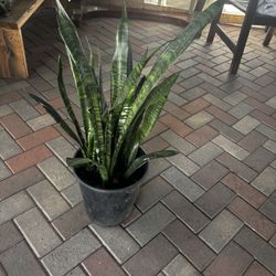 Snake Plant
