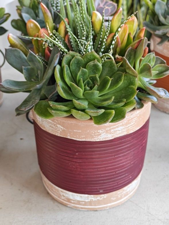 Succulents In Beautiful Pots -Centerpieces For Any Events