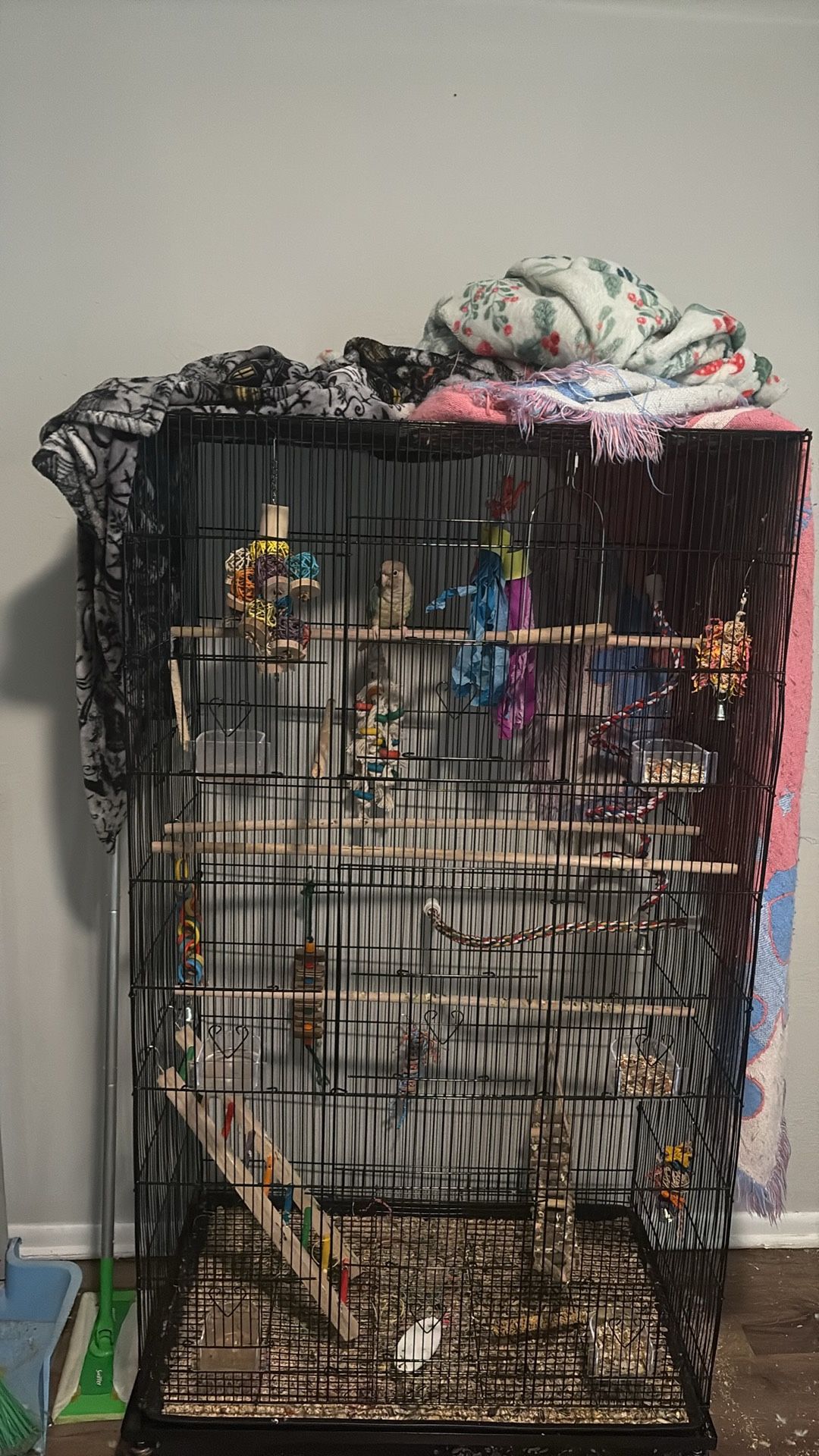 Bird- Cage