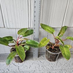 Philodendron Painted Lady Plants
