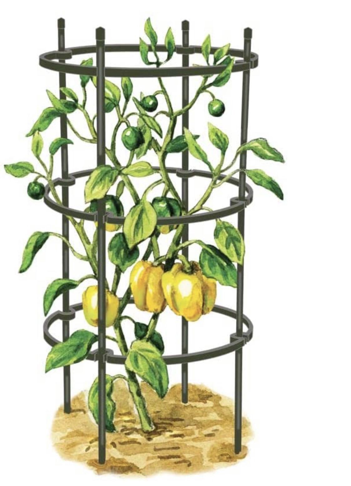 Gardeners Supply Company Pepper and Eggplant Cages Plant Stand | Sturdy & Adjustable Garden Plants Support for Eggplants Peppers & Other Fruit Bearing