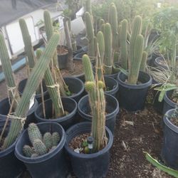 Blossom Cactus Plants 15 Gall.with Fruit 