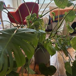 Large monstera plant