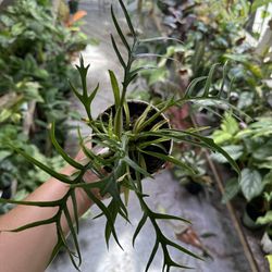 4” Philodendron Tortum