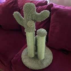 Cat Scratching Post Cactus 