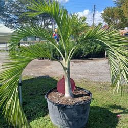 Buccaneer Palm Tree $450