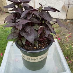 Outdoor Plant 