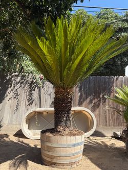 Sago palm with barrel